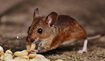 24 Hour & Emergency Exterminators in Ashtabula, OH